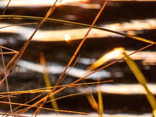 Золотой закат отражение света в воде - намеренно размытый и текстурированный фон с геометрическим рисунком узких листьев травы - Фото, изображение