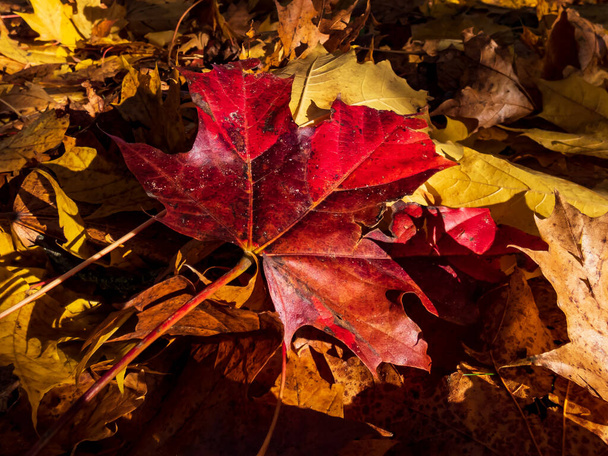 Κόκκινο φύλλο σφενδάμου στο έδαφος που περιβάλλεται από κίτρινα και καφέ φύλλα στο έντονο ηλιακό φως. Πτώση εξωτερικό φόντο - Φωτογραφία, εικόνα