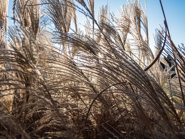Abstraktní a texturované zlaté pozadí okrasných rostlin stříbřité trávy (Miscanthus) s podsvíceným sluncem a modrou oblohou. Tmavý a světlý kontrast se stíny - Fotografie, Obrázek