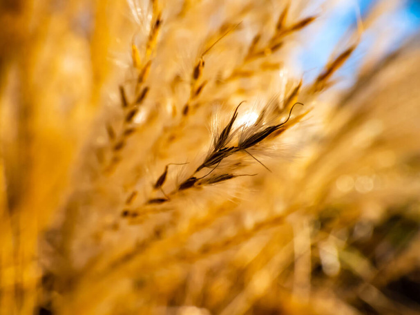 Makro ujęcie trawy. Złote tło rośliny ozdobnej srebrzystej (Miscanthus) z podświetlanym słońcem. Ciemny i jasny kontrast z cieniami - Zdjęcie, obraz
