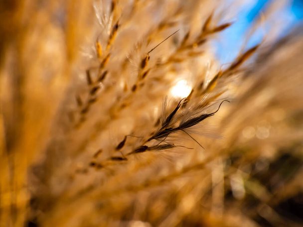 Makro ujęcie trawy. Złote tło rośliny ozdobnej srebrzystej (Miscanthus) z podświetlanym słońcem. Ciemny i jasny kontrast z cieniami - Zdjęcie, obraz