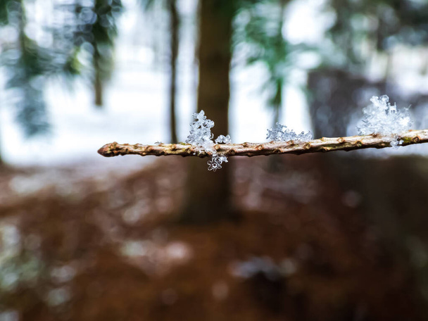 Macro-opname van perfecte, onmiskenbare geometrische sneeuwvlok op een boomtak met bos- en sneeuwachtergrond. Mooie winterse achtergrond, seizoensgebonden natuur en het weer - Foto, afbeelding
