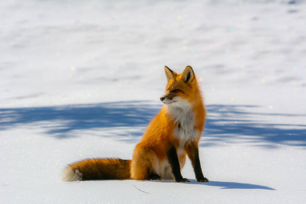 volpe rossa sulla neve in inverno  - Foto, immagini