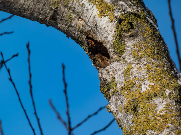 Kerek üreg egy öreg fán, melyet madarak mohája borít egy napos napon, kék égbolttal. - Fotó, kép