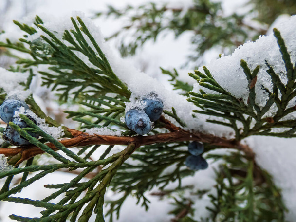 Blue juniper berries (seed cone) attached to a branches covered with snow in winter day - Photo, Image