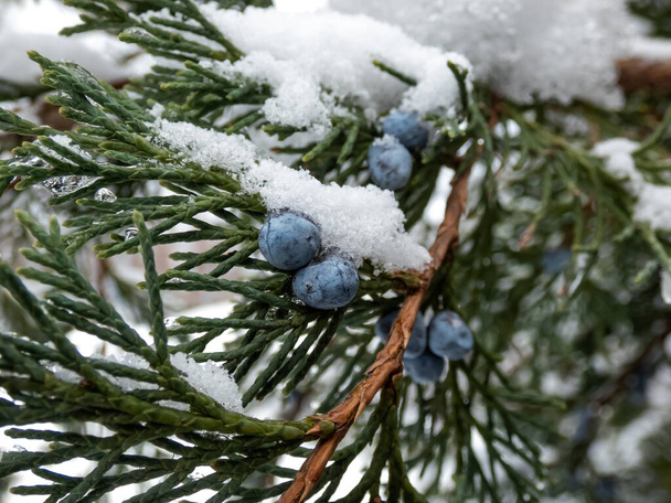 Jagody jałowca błękitnego (stożek nasienny) przymocowane do gałęzi pokrytych śniegiem w zimowy dzień - Zdjęcie, obraz