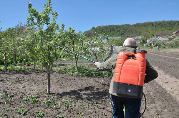 Jarní postřik stromů v zahradě na ochranu proti škůdcům a nemocem  - Fotografie, Obrázek