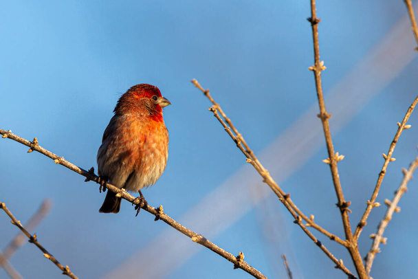 An adult male house finch ( Haemorhous mexicanus) perching on leafless branch of a shrub in winter. Males have unique red coloration in belly, chest and head which distinguishes them from the females. - Photo, Image