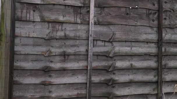 Ψηλός ξύλινος φράχτης σε κήπο  - Πλάνα, βίντεο