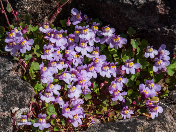 Kenilworth Ivy (Cymbalaria muralis) little filler plant with tiny lilac-blue snapdragon-like flowers for growing in between flagstones. Flowering all summer long - Photo, Image
