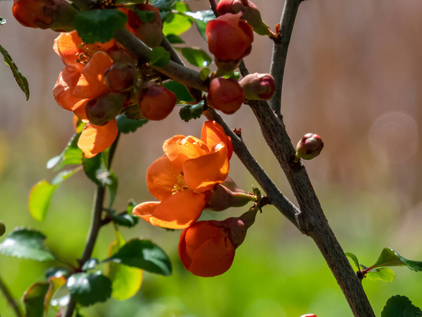 Closeup macro shot of Orange quince (cydonia) flowers and buds on branches of bush surrounded with green leaves - Photo, Image
