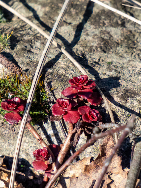 Corteza de piedra caucásica Evergreen "Coccineum" (Sedum spurium) a principios de primavera en lecho de flores de jardín - Foto, imagen