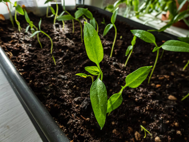 Makroaufnahme von selbstgezüchteten kleinen Paprika-Pflanzensämlingen im Topf, die auf einem Fensterbrett in der prallen Sonne wachsen. Indoor Gardening Konzept. Lebensmittel, die aus Samen wachsen - Foto, Bild