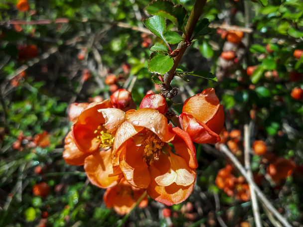 緑の葉に囲まれた茂みの枝にオレンジキンス(cydonia)の花や芽のクローズアップマクロショット - 写真・画像