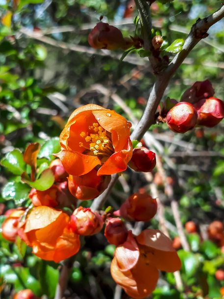 緑の葉に囲まれた茂みの枝にオレンジキンス(cydonia)の花や芽のクローズアップマクロショット - 写真・画像