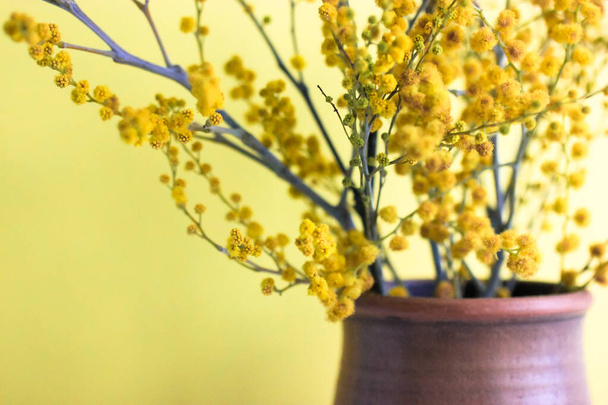 Ramas de una mimosa amarilla floreciente en un jarrón de barro marrón. Hermoso ramo de primavera en el interior, fondo amarillo. Acacia pycnantha. Felicitaciones por el Día de la Madre, Pascua, Cumpleaños, 8 de marzo. - Foto, imagen