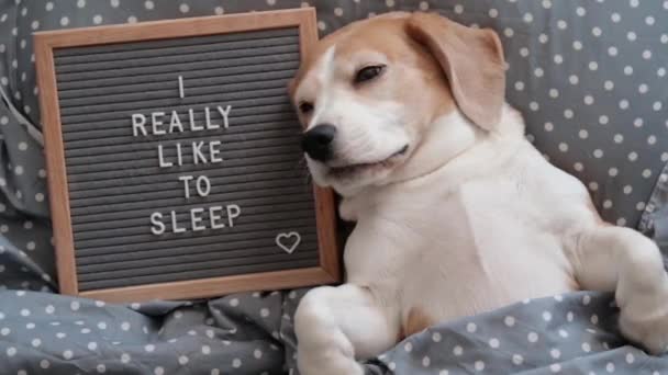 cute dog breed beagle funny sleeping on the pillow under the blanket. next to it is a wooden board with an inscription in English. I really like to sleep - Footage, Video