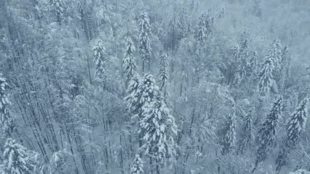 Luchtfoto: sparren en dennenbossen volledig bedekt met sneeuw. - Video