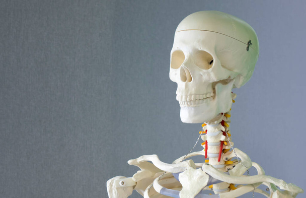 Een menselijk skelet, een trainingspop. Het begrip gezondheidszorg. - Foto, afbeelding