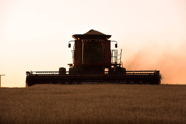 Сбор урожая в сельской местности Аргентины, Буэнь - Фото, изображение