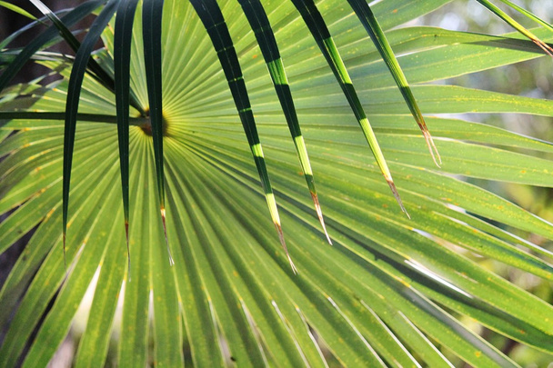 Крупним планом пальмове листя
 - Фото, зображення