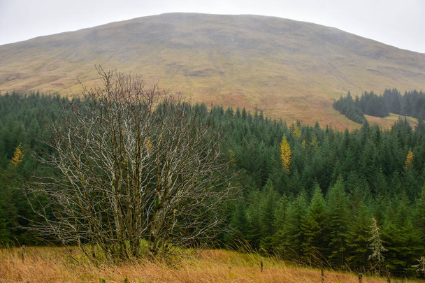 Шотландское нагорье осенью - Фото, изображение