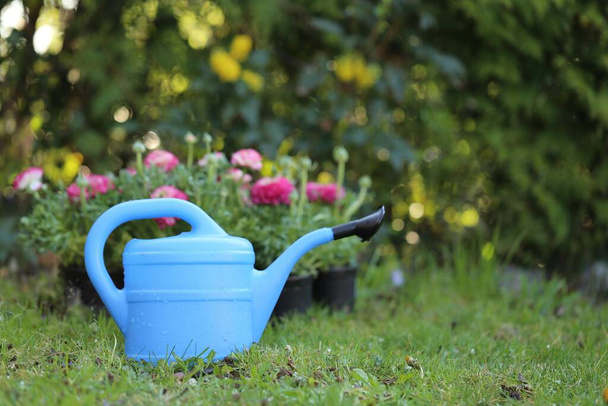 Çiçekçilik. Ranunculus çiçekleri ve mavi sulama kutusu. Düğünçiçeği yetiştiriyorum. Bahar çiçekleri. Bahar bahçesi işi. Çiçek dikmek ve sulamak.  - Fotoğraf, Görsel