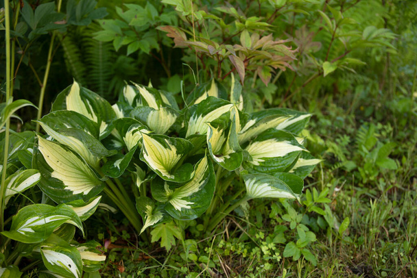 Hosta zöld levelei a nyári kertben - Fotó, kép
