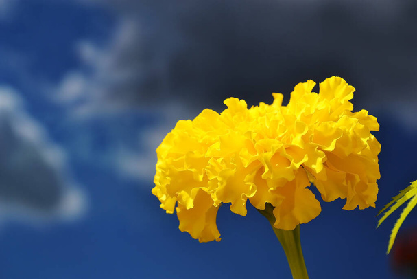 Grande fiore di calendula giallo brillante vicino contro un cielo blu - Foto, immagini