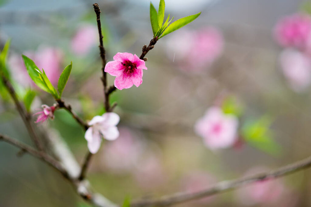 bellissimi fiori rosa in giardino - Foto, immagini