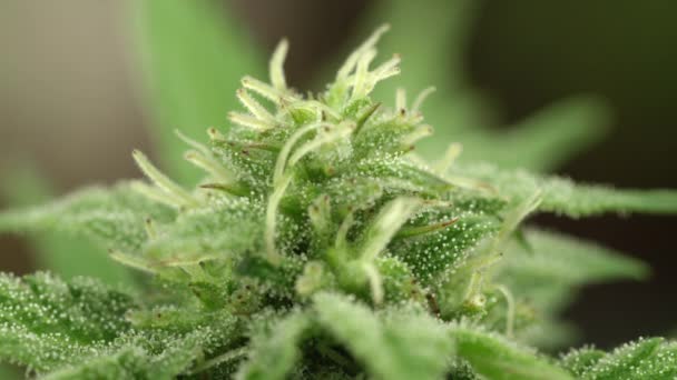 MACRO: Kleine druppels cannabinoïden bedekken het bovenste deel van de industriële cannabisplant. - Video