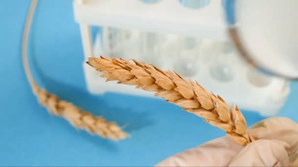 yeni buğday hasadı kalite kontrol büyüteç, yakın çekim - Video, Çekim
