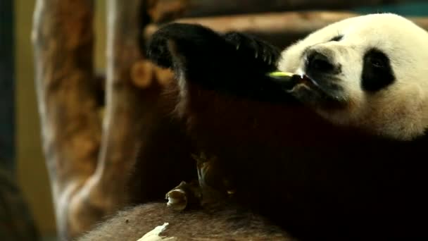 Panda az állatkertben Thaiföldön - Felvétel, videó