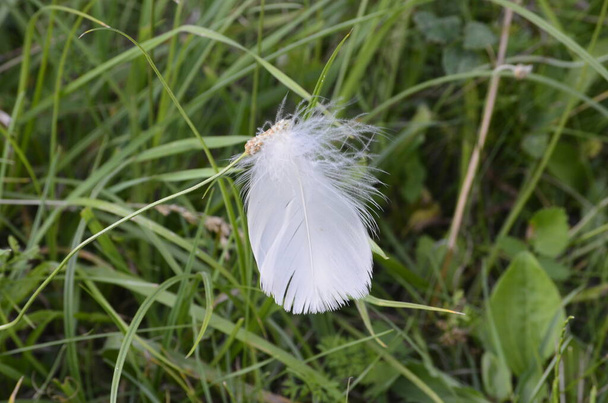 A pena branca perdida pelo pássaro caiu em uma erva densa. - Foto, Imagem