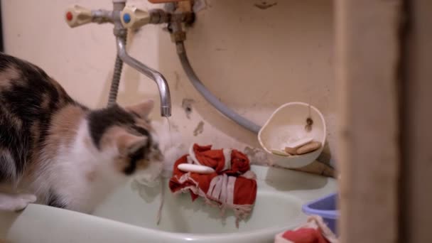 Nieuwsgierig huiselijk veelkleurig kat speelt poot met stromend water in kraan in bad - Video