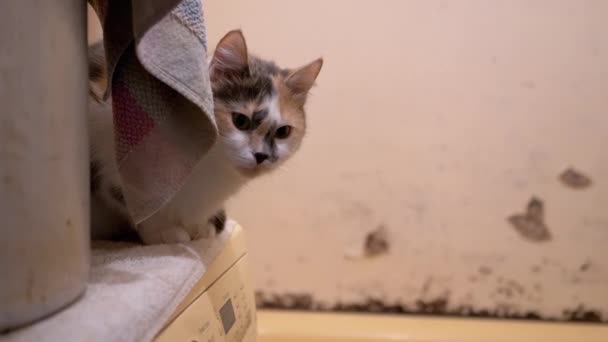 Curioso gato doméstico multicolor se sienta y se esconde cerca de la lavadora - Metraje, vídeo