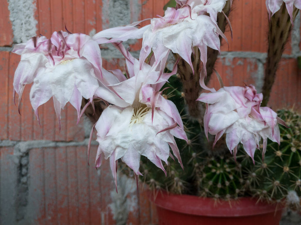 Echinopsis eyriesii, μαραμένος μεγάλος κάκτος ανθίζει, καταθλιπτικό θλιβερό ανθοφορία διακοσμητικά φυτά σε βάζο, νυχτερινά παχύφυτα - Φωτογραφία, εικόνα
