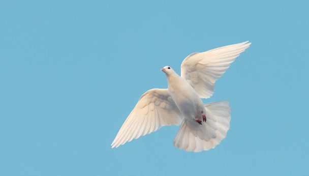 fehér galamb repül a kék égen - Fotó, kép