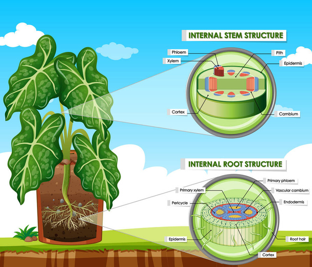 Диаграмма с иллюстрацией структуры стебля и корня - Вектор,изображение