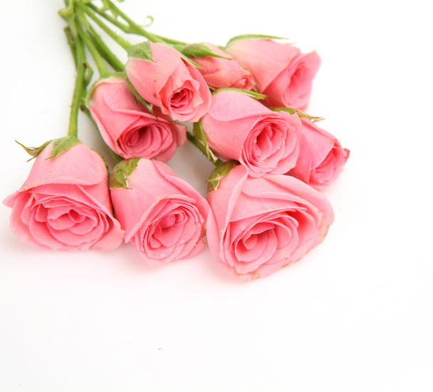 Pink roses - Valokuva, kuva