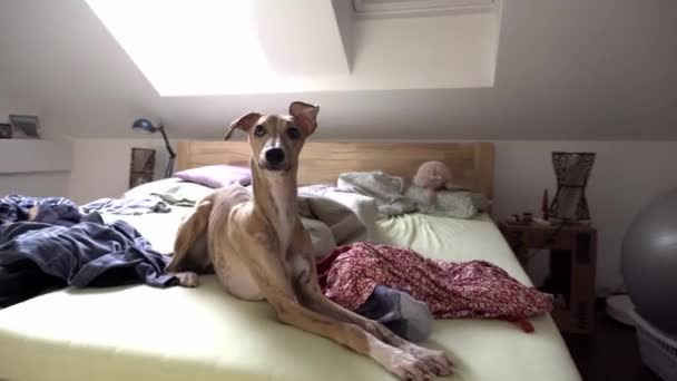 Fajtatiszta Whippet kutya ül az ágyon - Felvétel, videó