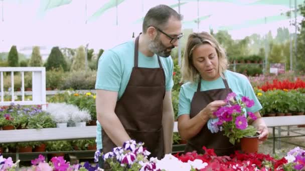 Jardineros enfocados revisando plantas florecientes en macetas - Imágenes, Vídeo