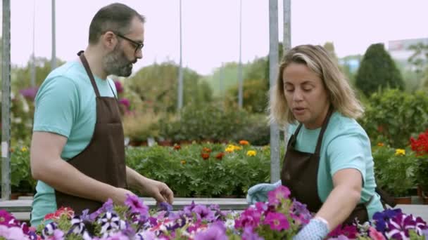 Couple de jardiniers préparant des plantes en pot à vendre - Séquence, vidéo