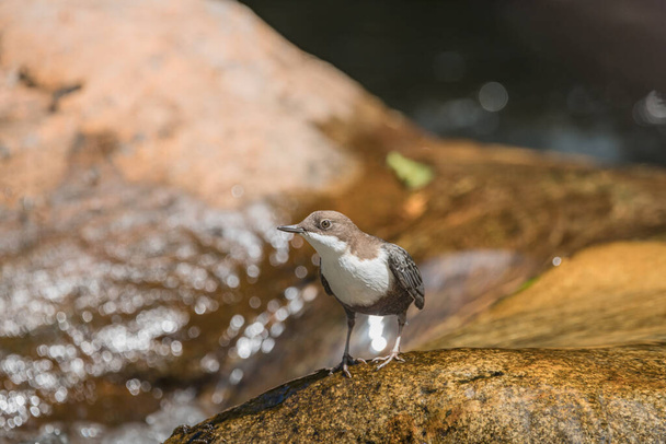 white-throated dipper (Cinclus cinclus) in the river - Photo, Image