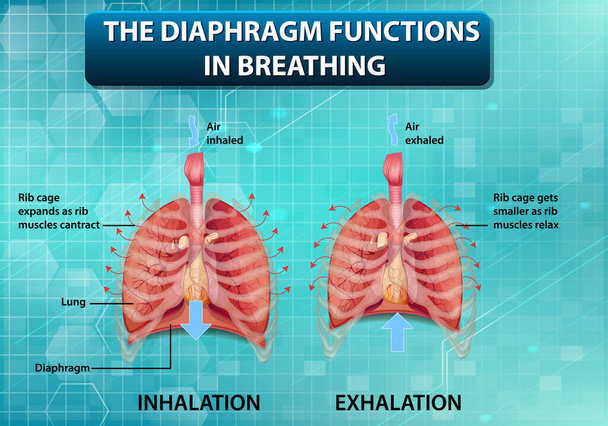 Le diaphragme fonctionne dans la respiration illustration - Vecteur, image