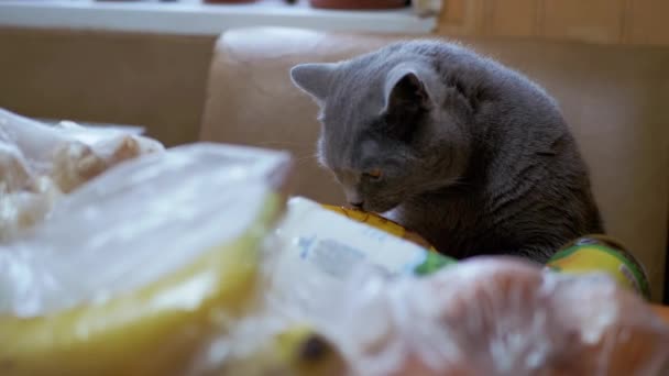 British Gray Home Cat Huele, inspecciona, descomprime las compras en la mesa. Compras. 4K - Metraje, vídeo