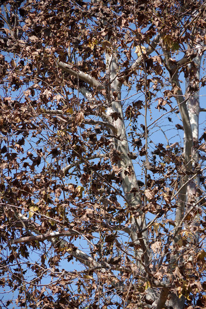 Marco completo vista de cerca en la corona de un árbol de sicomoro con hojas de otoño marrón seco y cielo azul por encima - Foto, Imagen