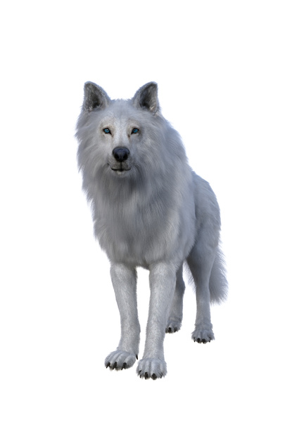 White Dire Wolf. ilustração 3d isolado no fundo branco, - Foto, Imagem