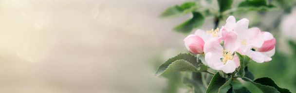 Bandiera dei fiori di primavera. Rinnovo primaverile, natura primaverile, fiori, fioritura, nuova vita, fiore rosa, fiore di sakura - Foto, immagini