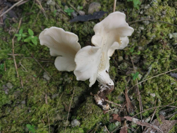 the white funnel fan-shaped woodcap mushrooms - Photo, Image